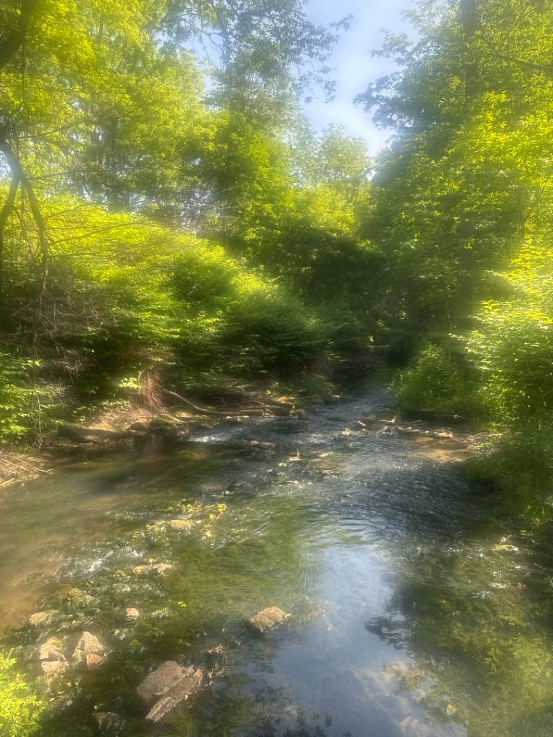walking near me in 10 Spring Woods in summer