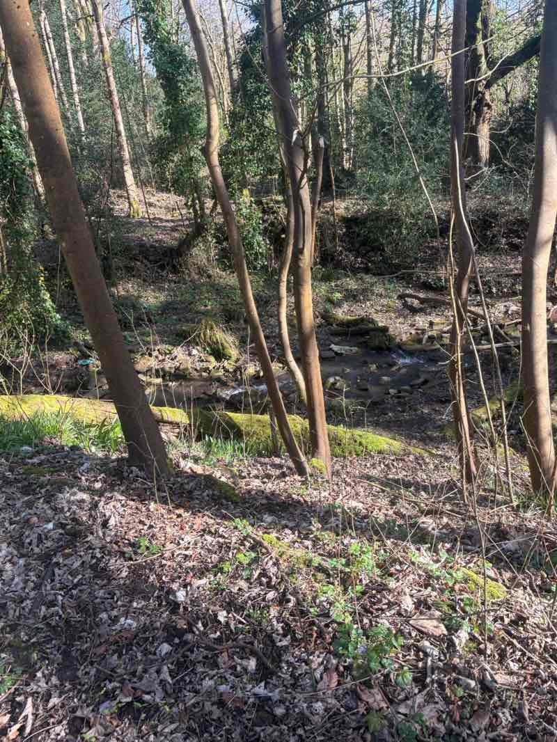 walking near me in Drinkwater Park in spring