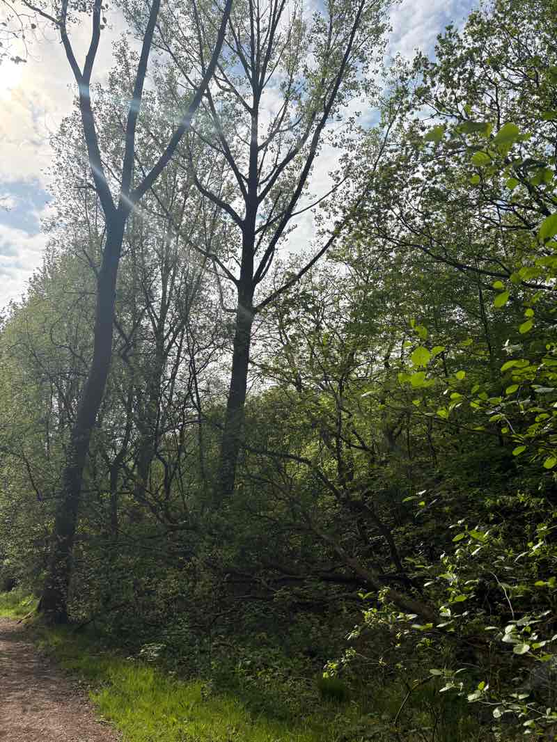 walking near me in LIVIA Forest Bank in spring