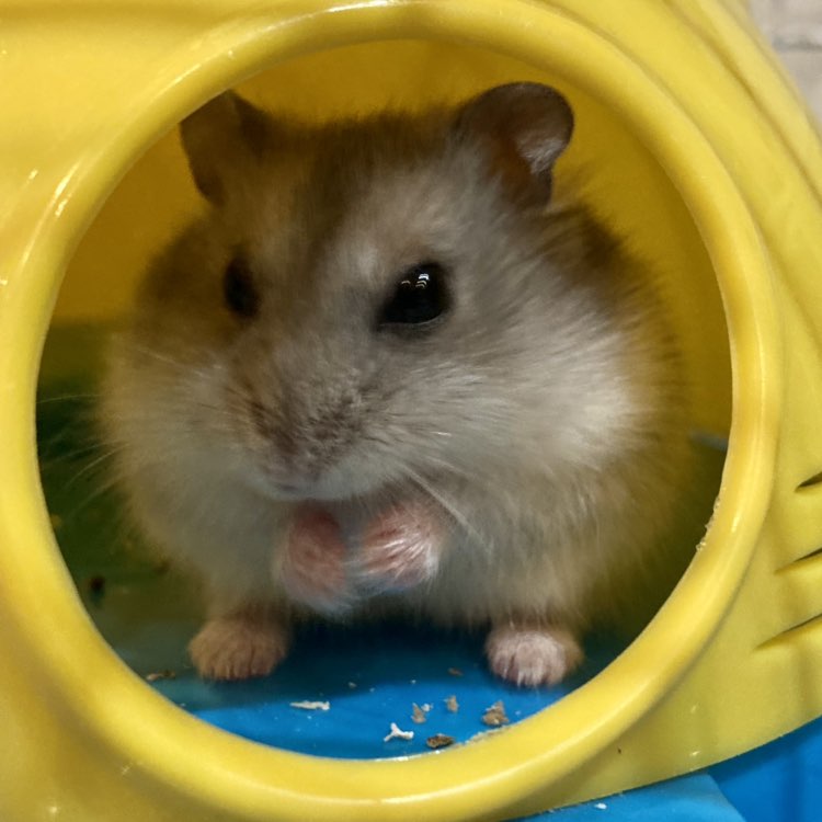 Roman🐹🐹🐹🐹🐹❤️ profile