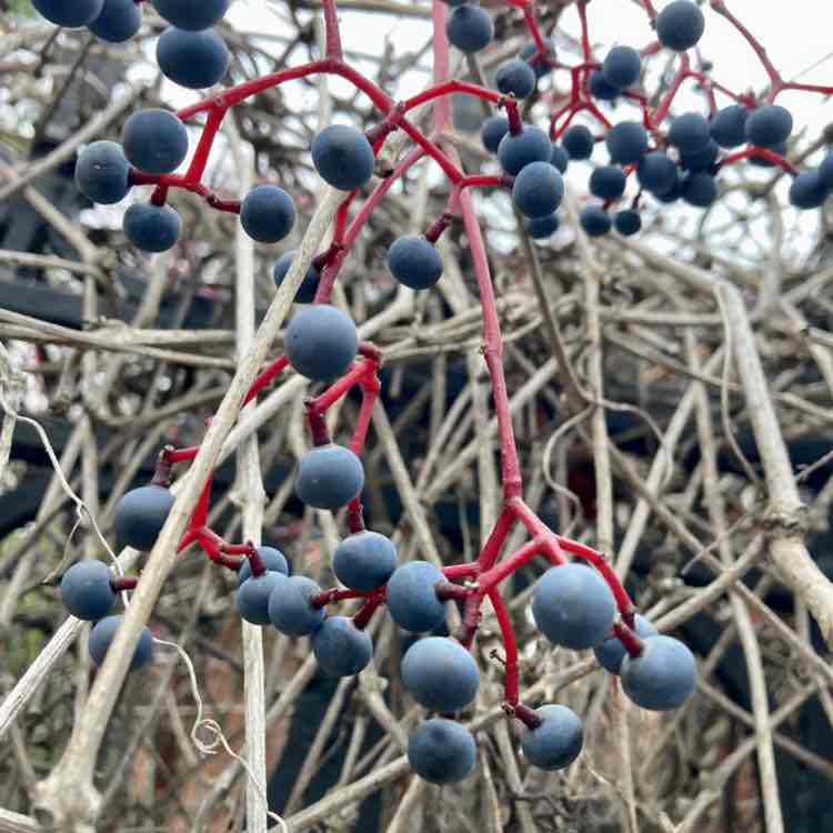 Неудержимые хомячки 🐹🐹🐹🐹 Roman🐹🐹🐹🐹🐹❤️ post image