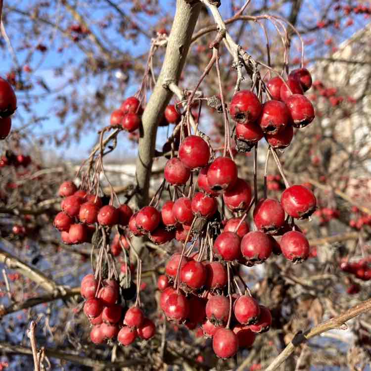 Неудержимые хомячки 🐹🐹🐹🐹 Roman🐹🐹🐹🐹🐹❤️ post image