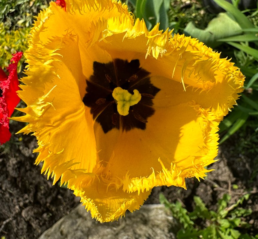 Touma  ܬܐܘܡܐ  حنا🇨🇦🇱🇧