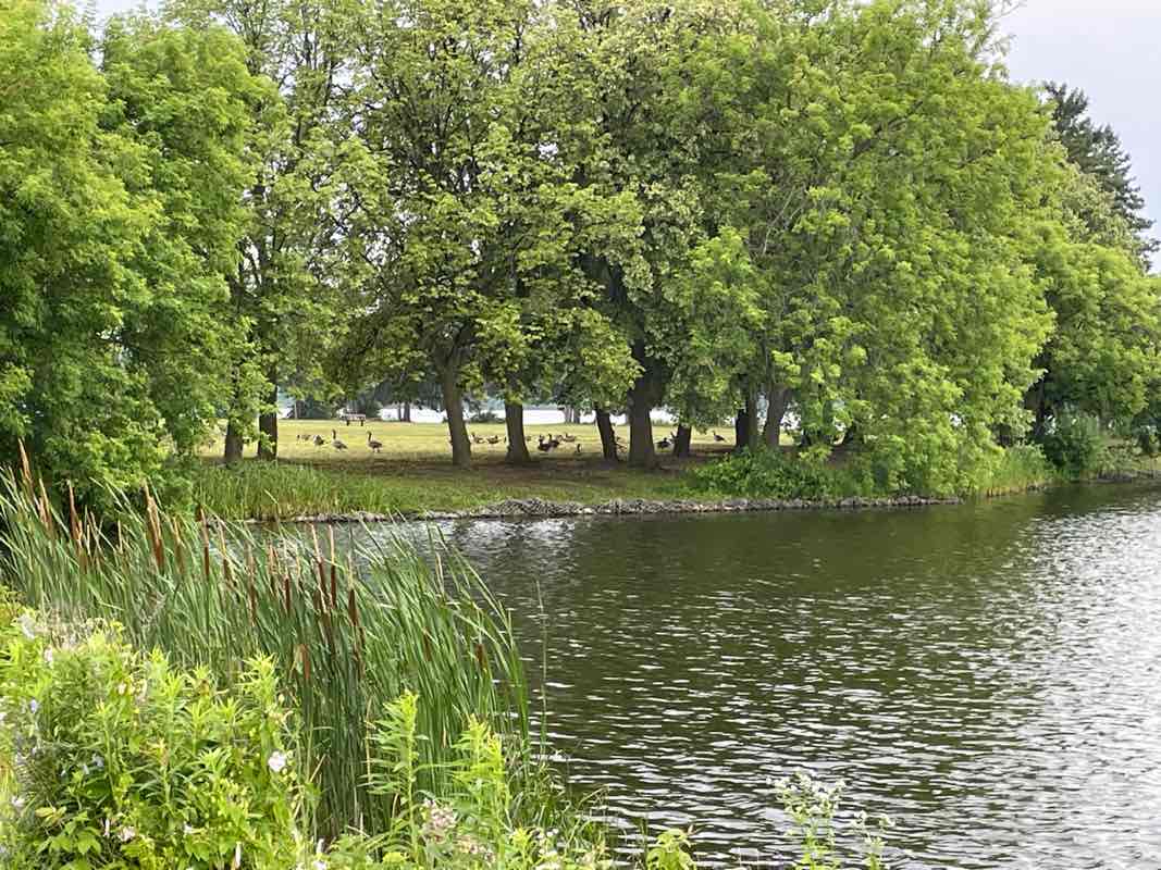 walking near me in Mooney's Bay Park in summer