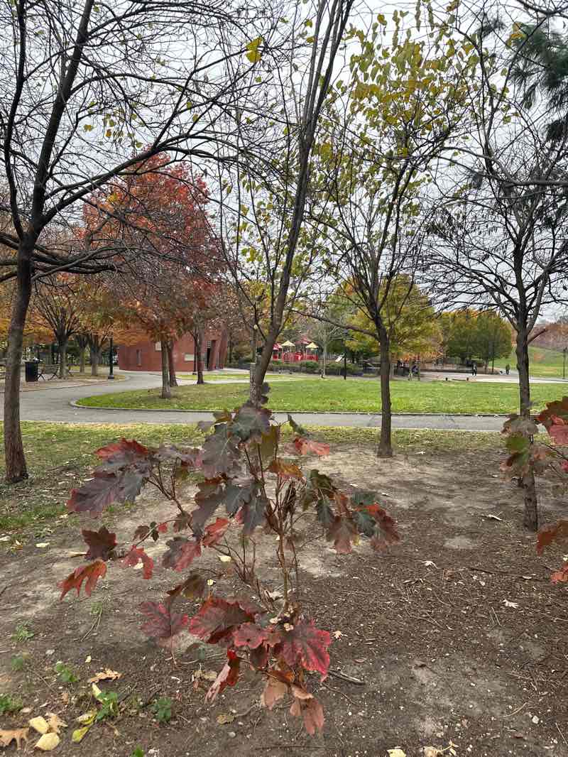 walking near me in Elmhurst Park in autumn