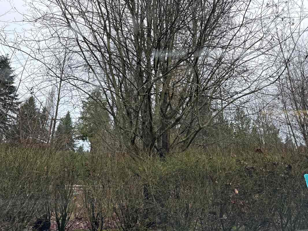 walking near me in Bridal Trails Corner Park in winter