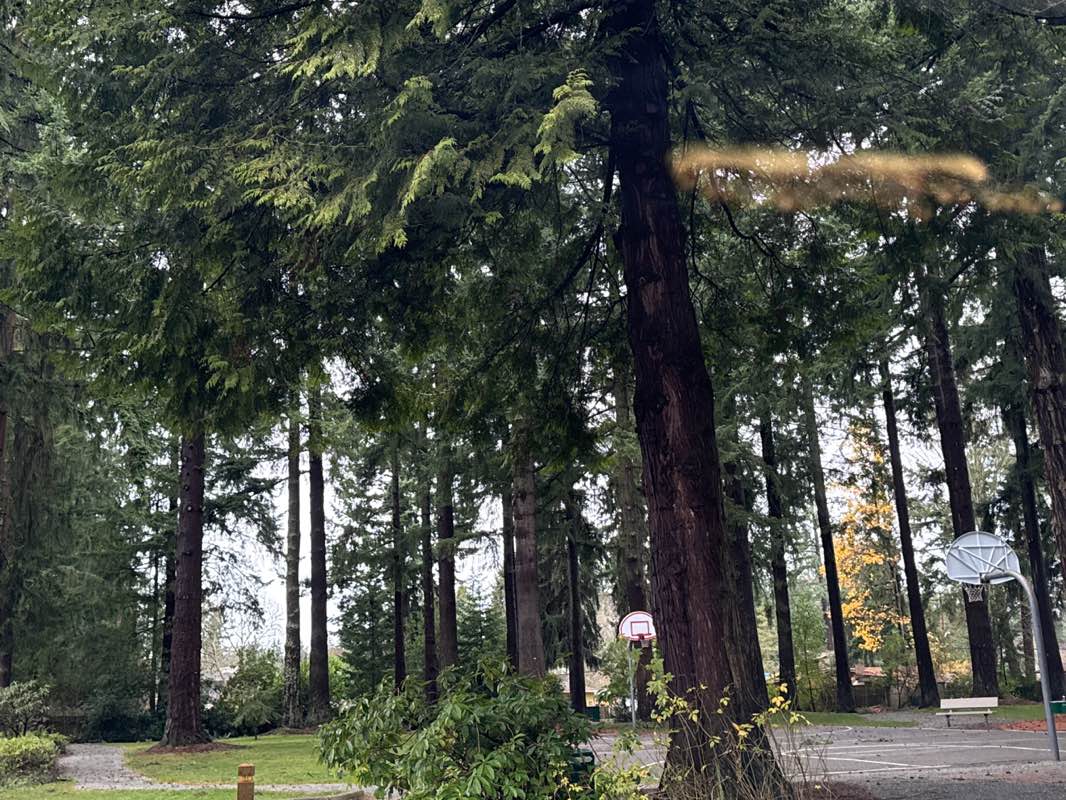 walking near me in Ivanhoe Park in winter