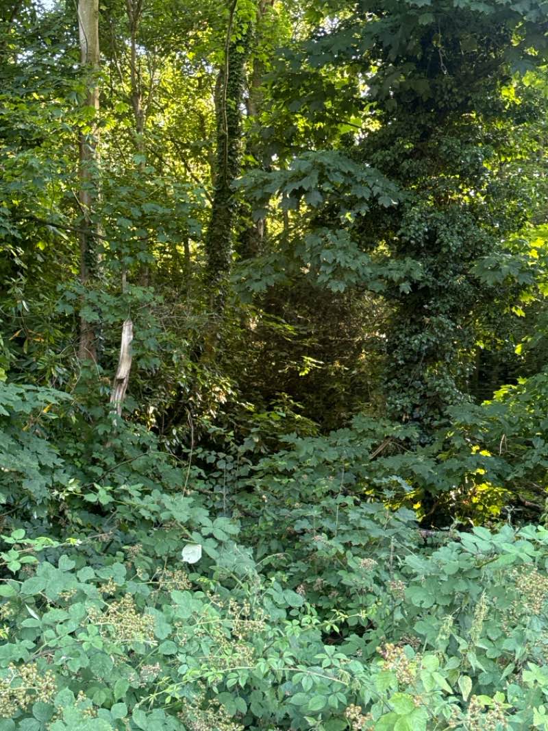 walking near me in Wanstead Park in summer