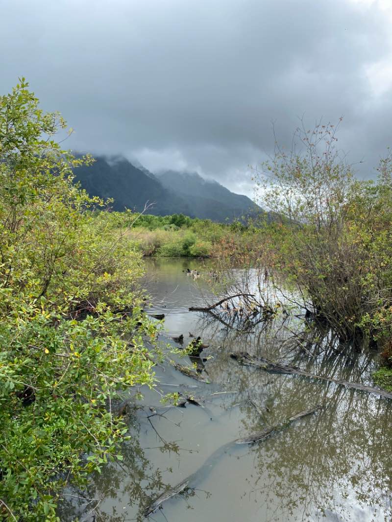 walking near me in Skidmore Reserve in summer
