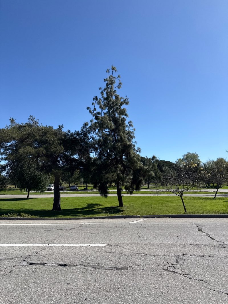 walking near me in Whittier Narrows Recreation Area - Athletic Area in spring