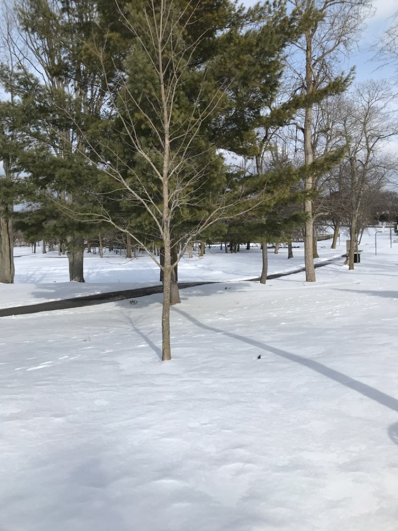 walking near me in Irons Park in winter