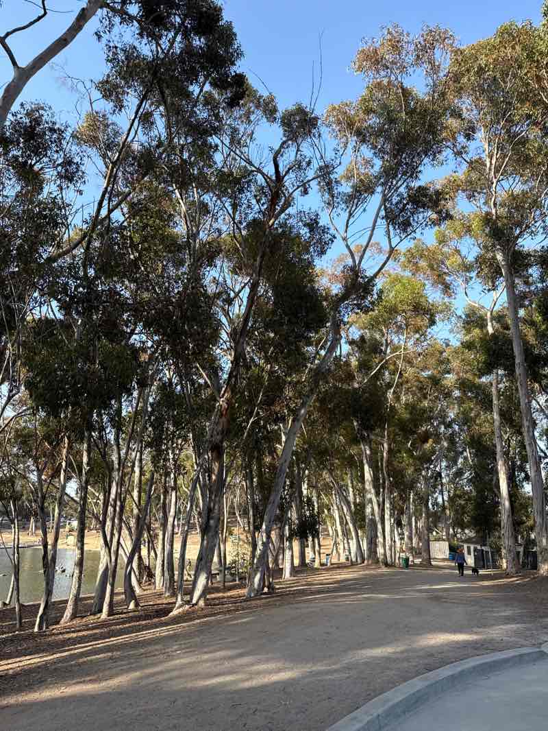 walking near me in Chollas Park in summer