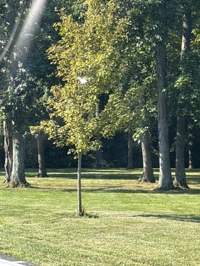 walking near me in Waldruhe Park in summer