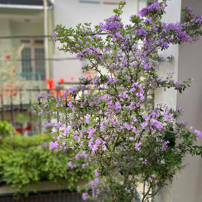 Ngan Nguyen （阮 友 银） post 1