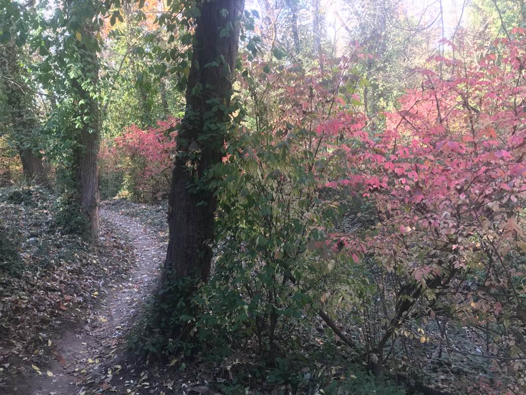 walking near me in Northeast Parkway in winter