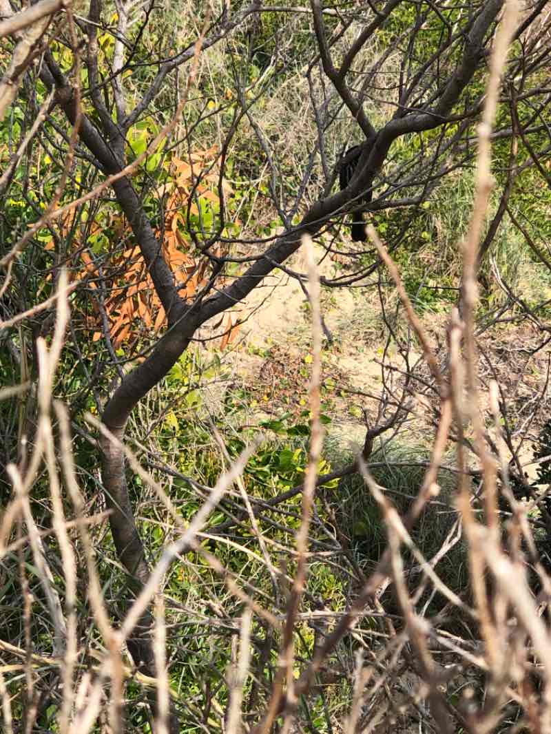 walking near me in Coffs Coast Regional Park in summer