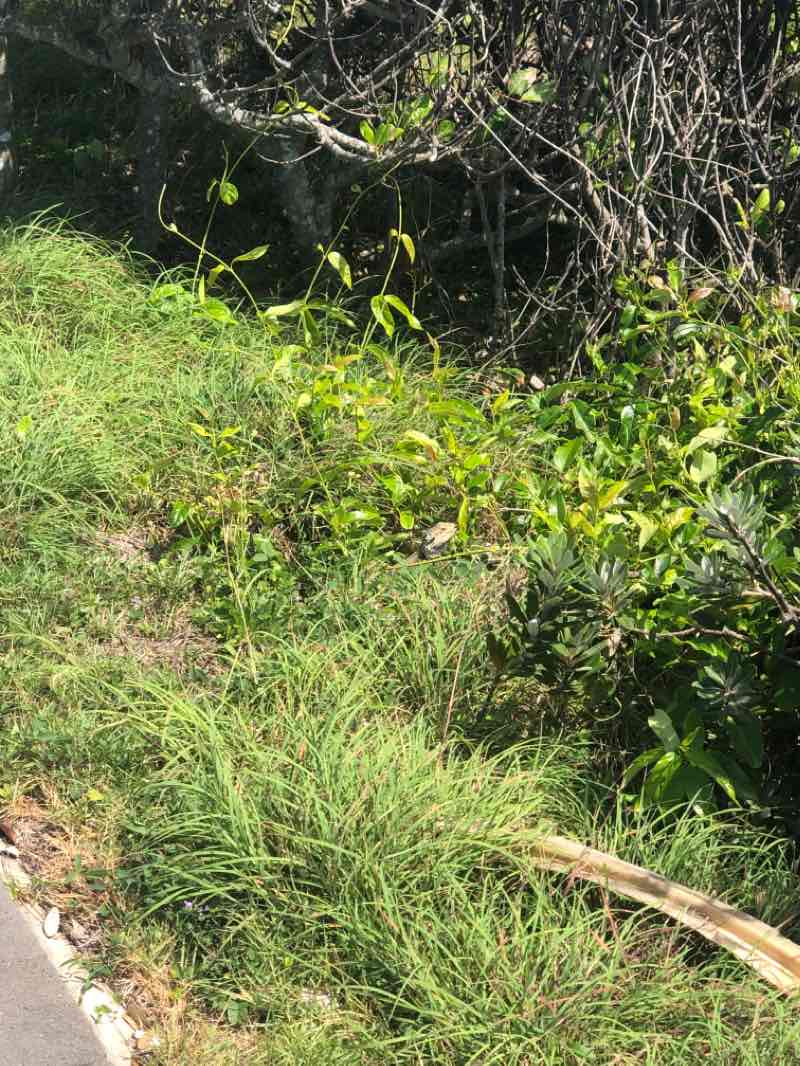 walking near me in Coffs Coast Regional Park in summer