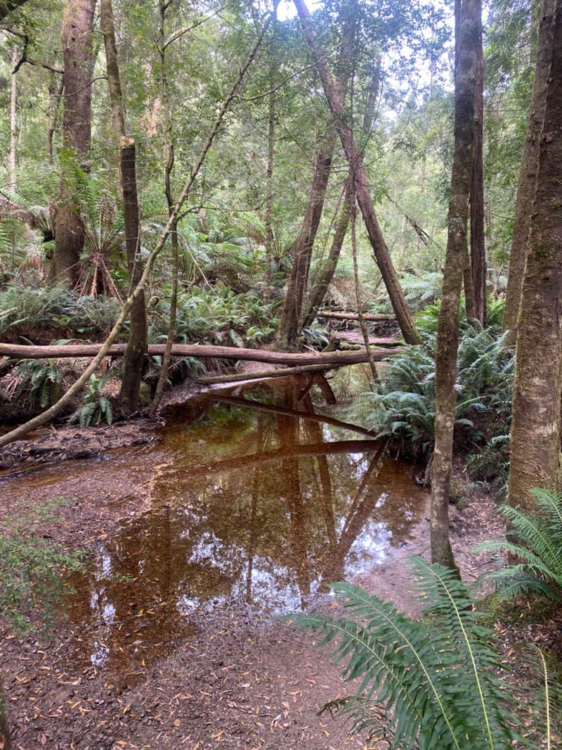 walking near me in Peoples Park in summer