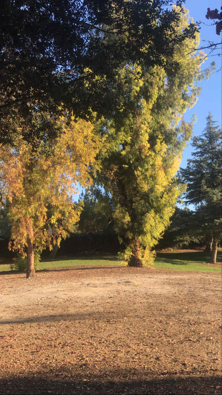 walking near me in Chino Hills Community Park in winter