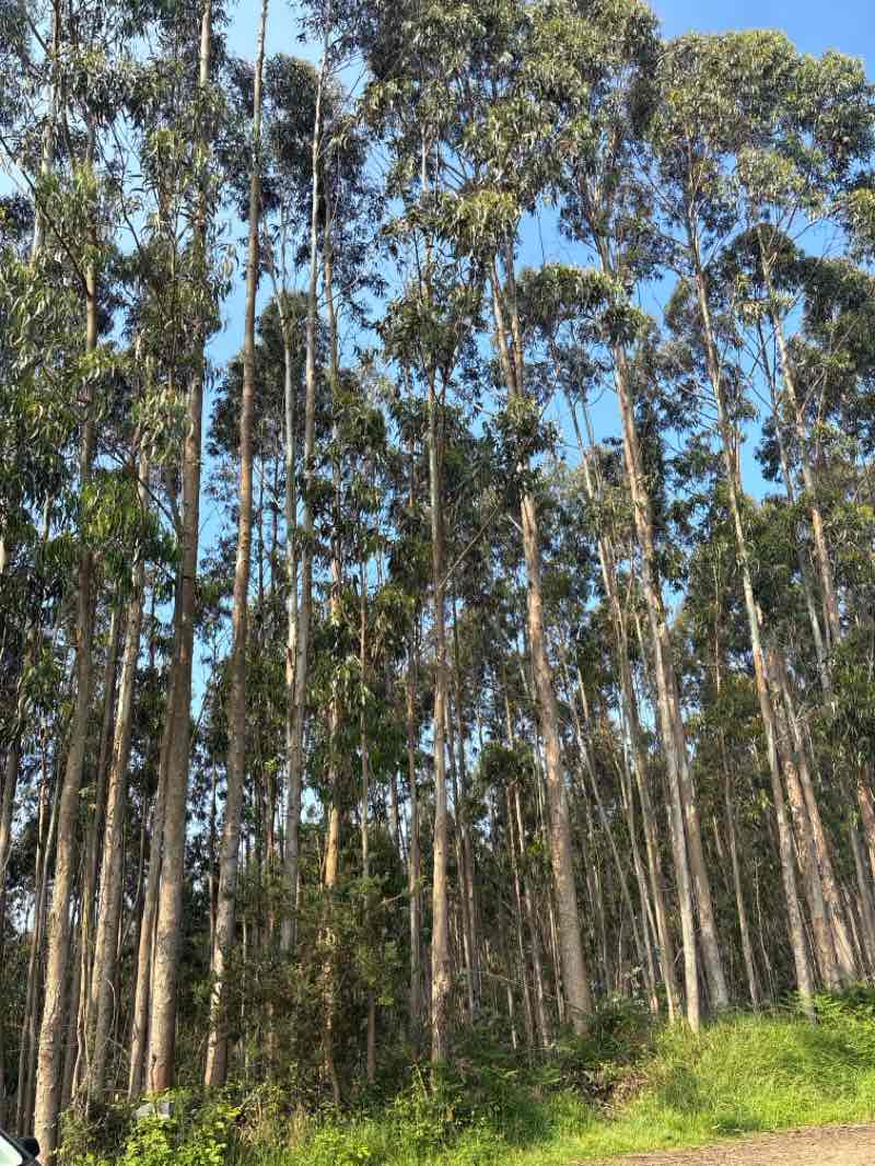 walking near me in Parque del Muelle in spring