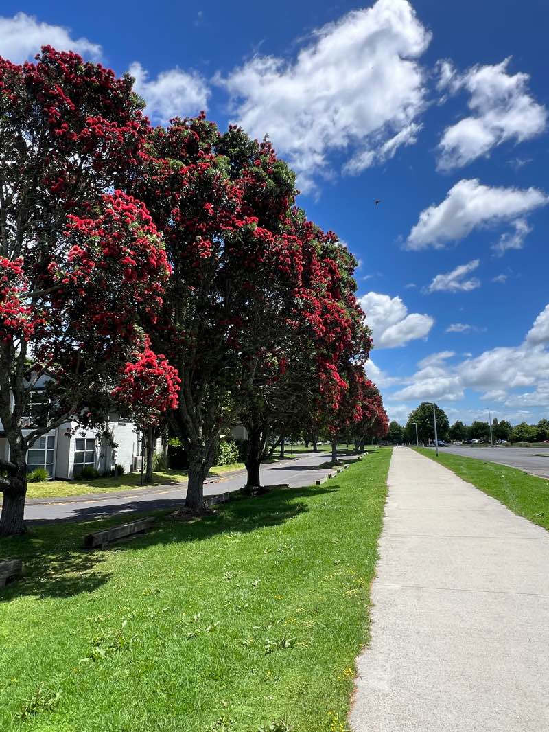 walking near me in Bruce Pulman Park in summer