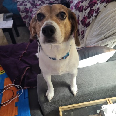 beaglesbest 💕💕🐕 post 1