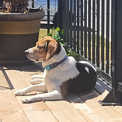 beaglesbest 💕💕🐕 post 1