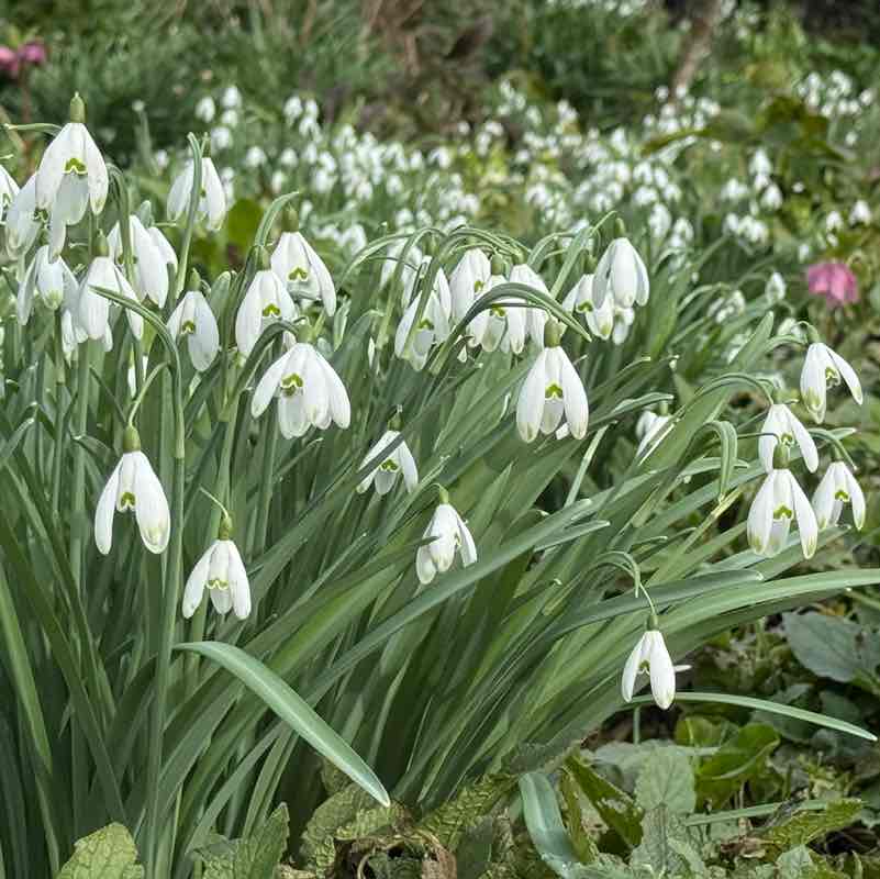 Moira R, Wiltshire 🇬🇧 🇸🇪 😎 post 1