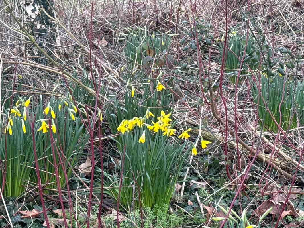 walking near me in Neston park in winter