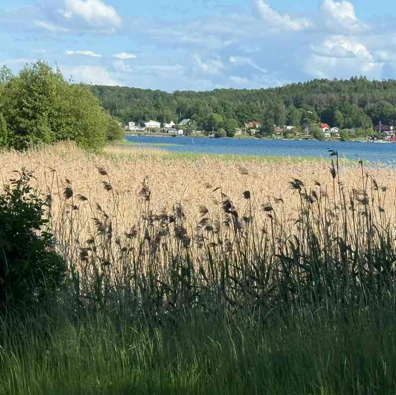 Moira R, Wiltshire 🇬🇧 🇸🇪 😎 post 3