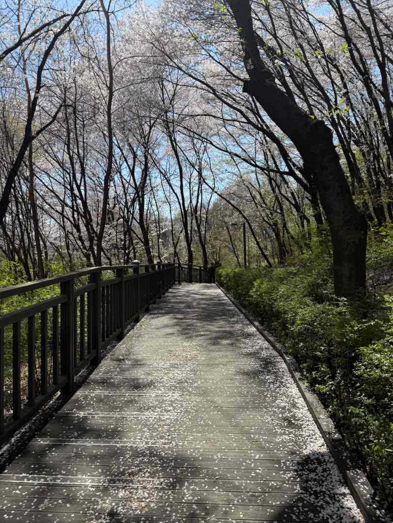 walking near me in Sinteuri Park in spring