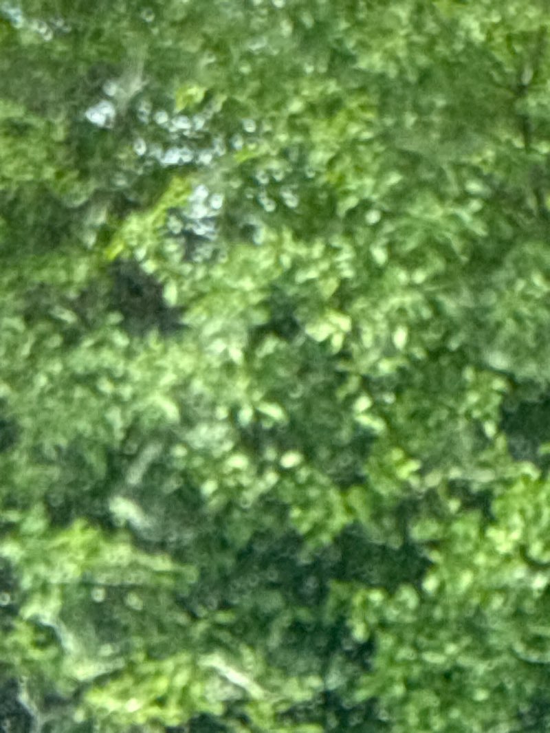 walking near me in Legion Fields in spring