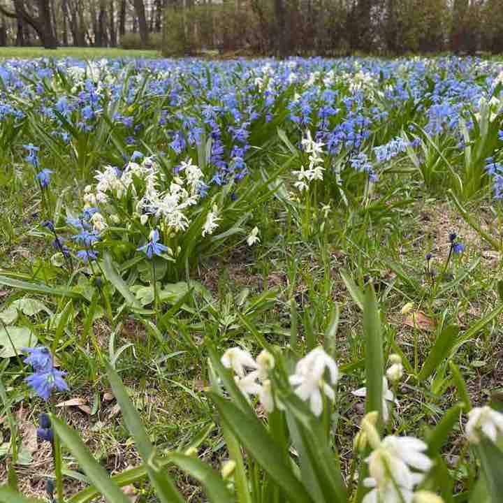 🍀 Lesya 🍀 post 2