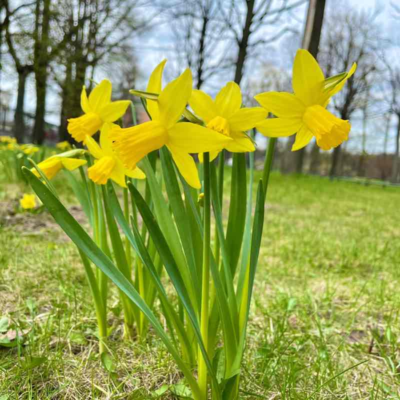 🍀 Lesya 🍀 post 1