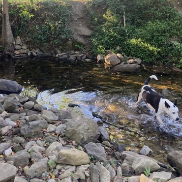 Little Aussie Battlers 🦋 Didi 🦋 🇦🇺 post image