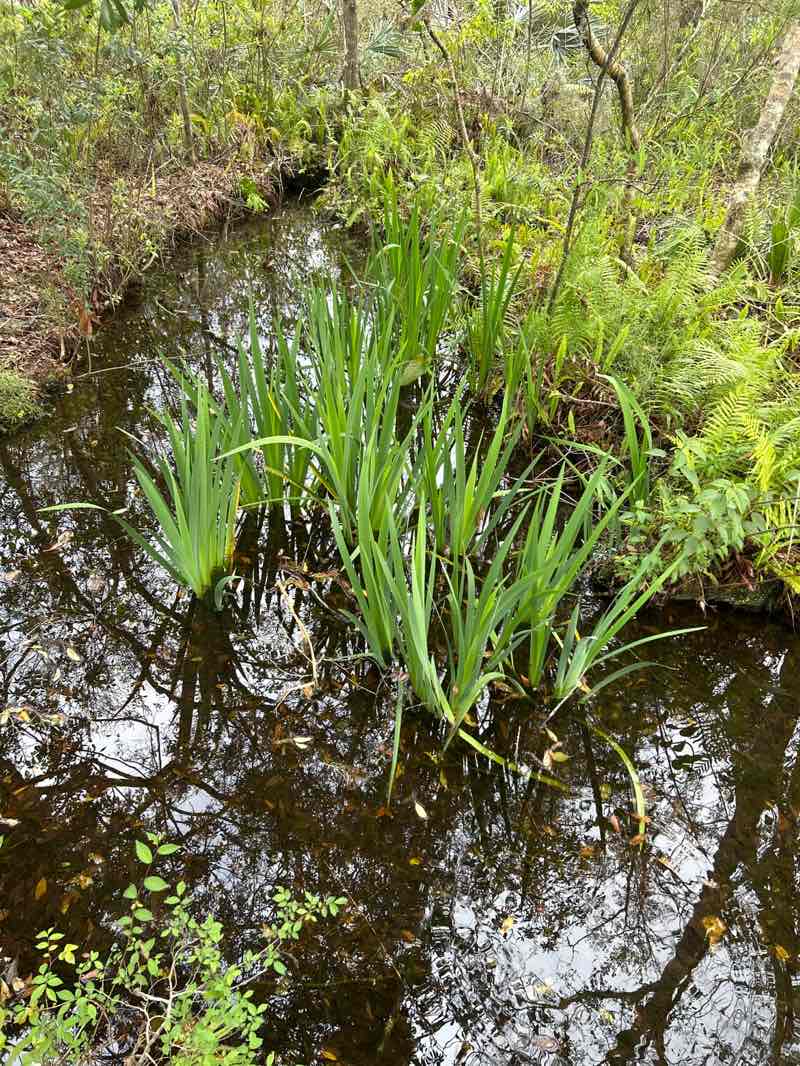 walking near me in Brooker Creek Preserve in winter