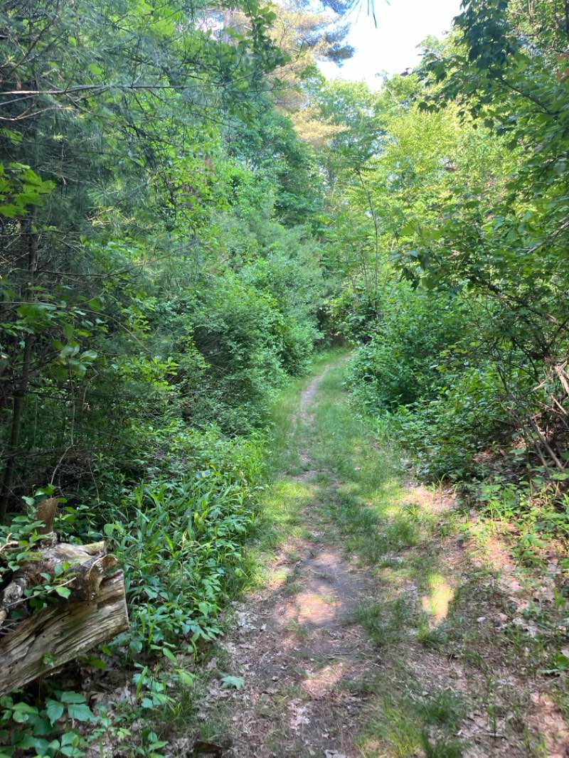 walking near me in Watershed Land in summer