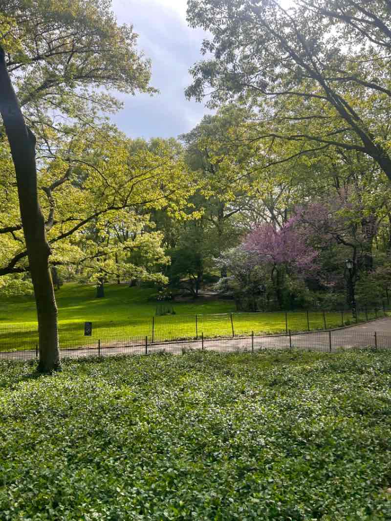 walking near me in Central Park in spring