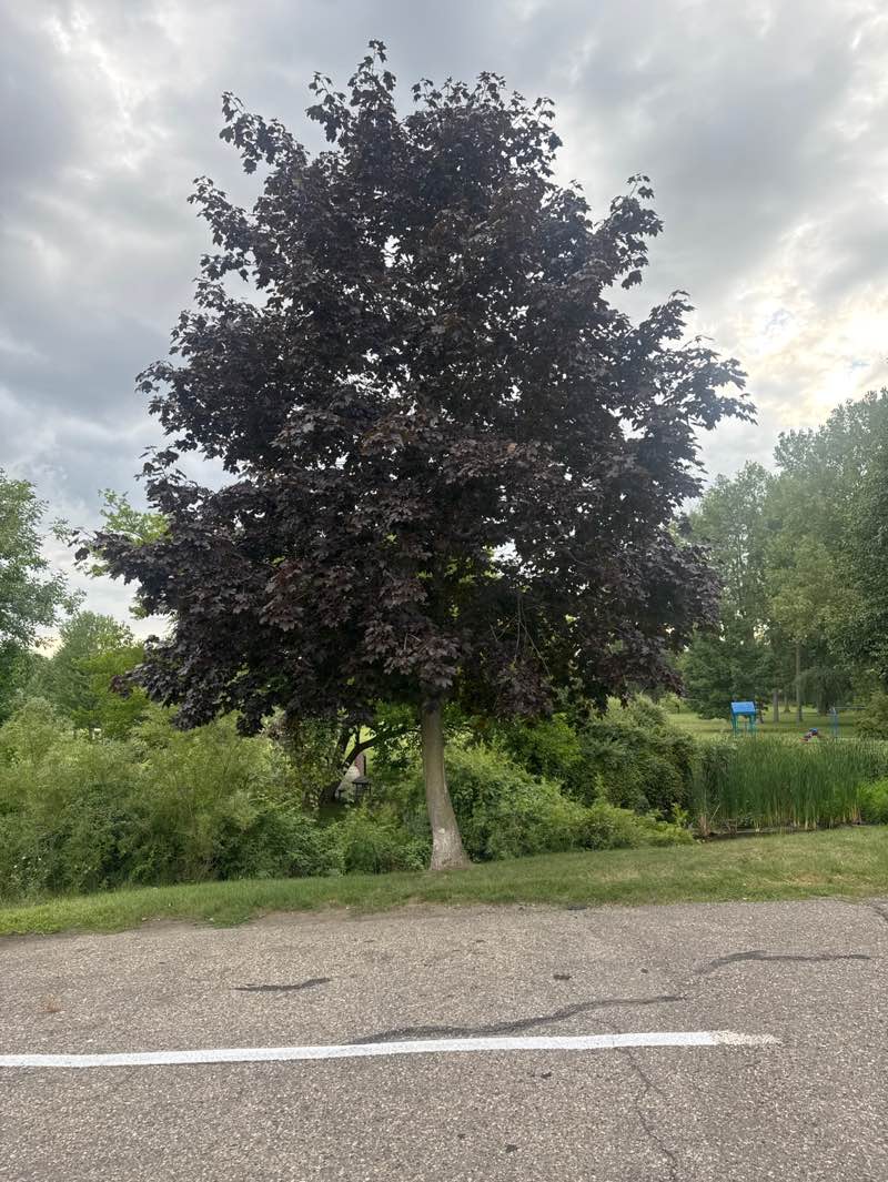 walking near me in Bush Park in autumn