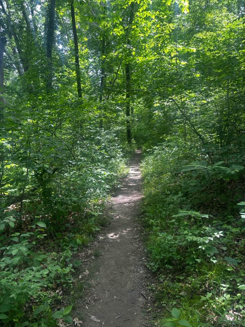 walking near me in Bee Tree County Park in summer