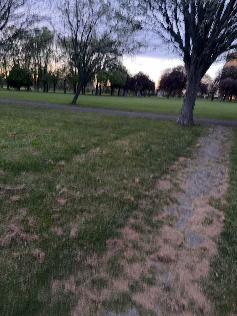 walking near me in Lampton Park in spring