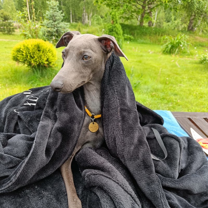 (СЗОФ) Довалева Елена Юрьевна