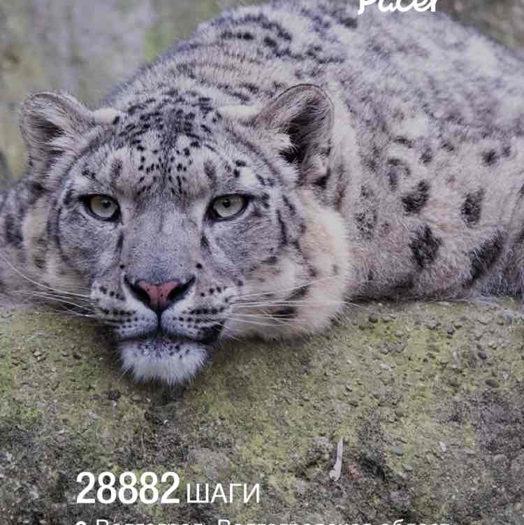 ❄️ Снежный Барс ❄️ post 1