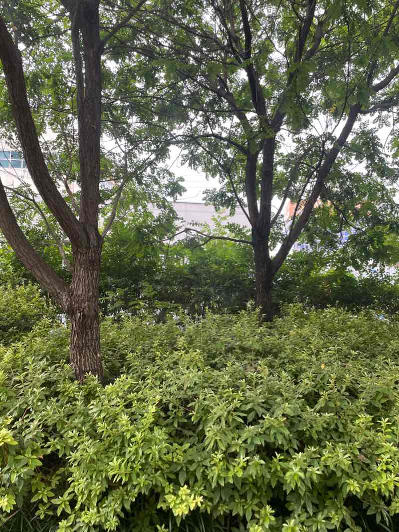 walking near me in 푸른길공원 in winter