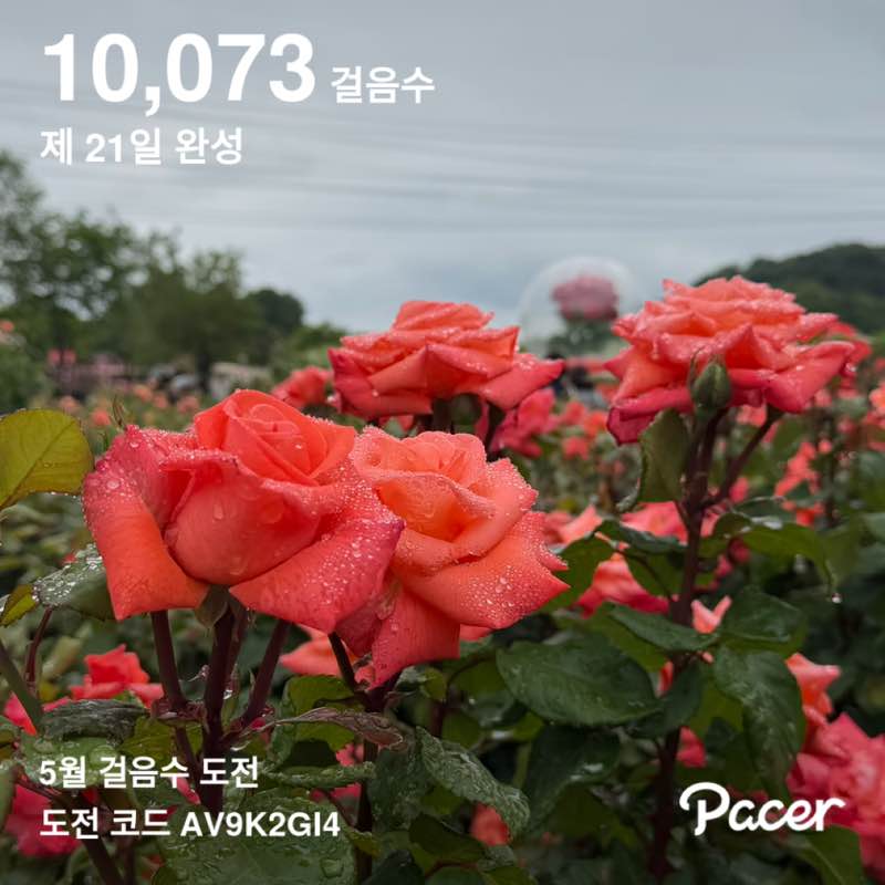 yongja post 1