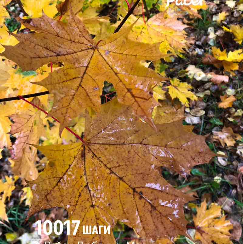 October Group Challenge ✨🔥🇷🇺Листова Наталья🦔🍋16🍋 post image