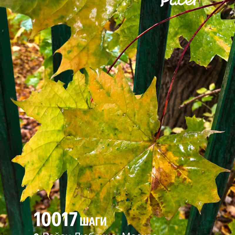 October Group Challenge ✨🔥🇷🇺Листова Наталья🦔🍋16🍋 post image