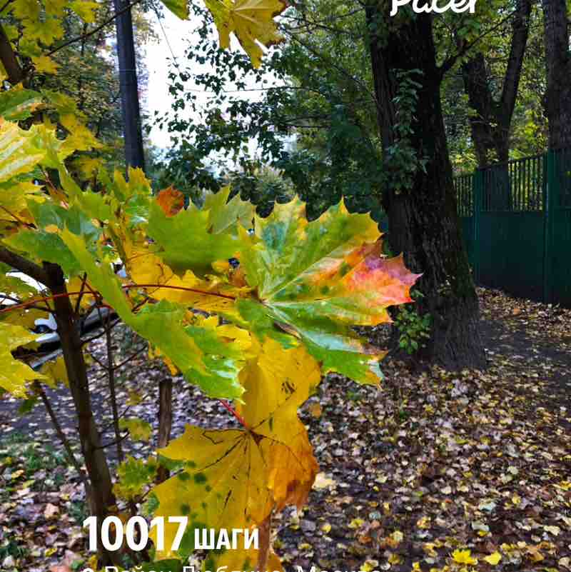October Group Challenge ✨🔥🇷🇺Листова Наталья🦔🍋16🍋 post image