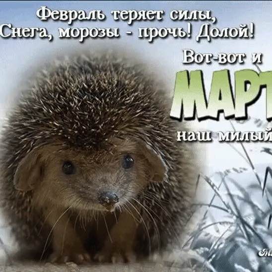 🦔Ёжик в Тумане🎄 ✨🔥🇷🇺Листова Наталья🦔🍋🍋🍋🍋🍋🍋🍋🍋🍋🍋🍋🍋🍋🍋 post image