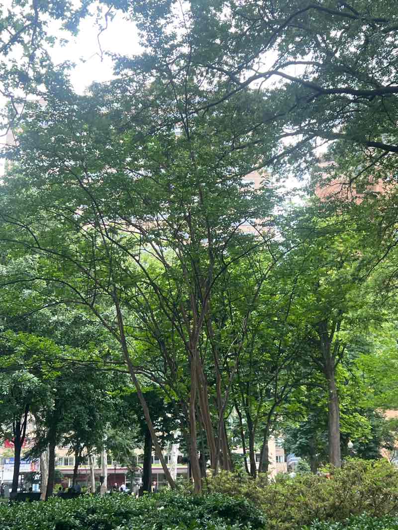 walking near me in Rittenhouse Square in summer